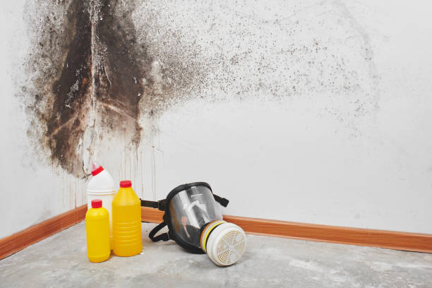 Best Toxic Mold Removal  in Crivitz, WI