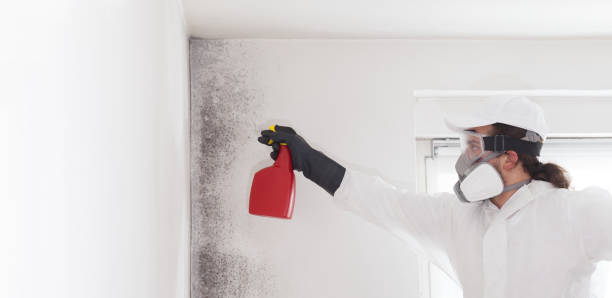 Home Mold Removal in Crivitz, WI