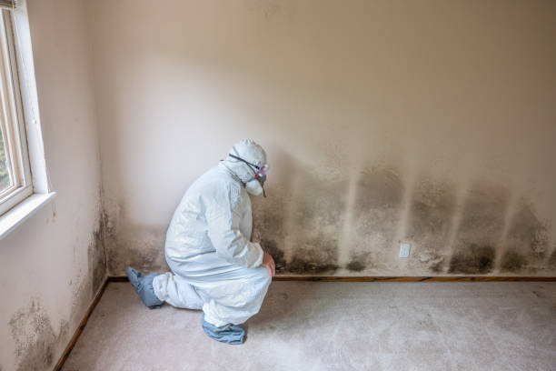 Best Residential Mold Removal  in Crivitz, WI